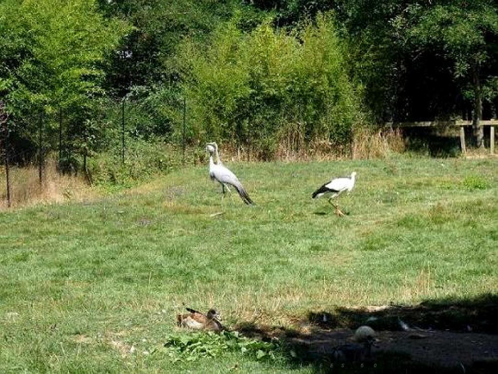 101PARC AUX OISEAUX DANS L AIN 2016 1_000026.jpg
